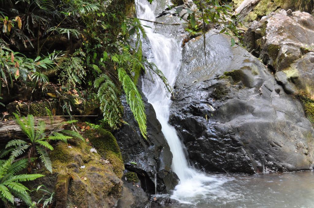 The Jungle Stays Millaa Millaa Εξωτερικό φωτογραφία